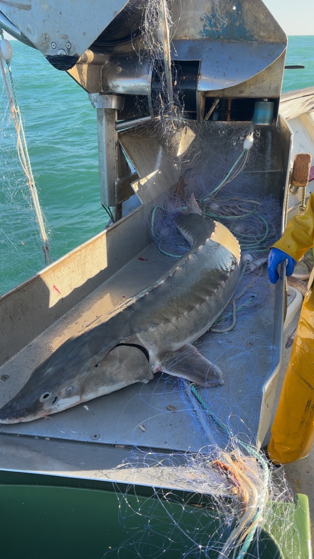 UK Sturgeon Bycatch Database